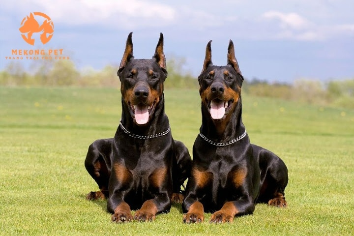 Khám Phá Thế Giới Chó Doberman: Mua Bán Uy Tín Tại TP.HCM, Bình Dương, Đồng Nai